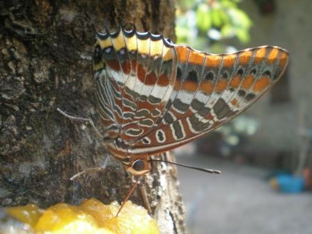 Charaxes jasius in Umbria